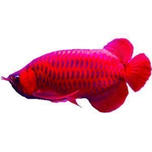 龍魚苗吃什么長得快一點：龍魚苗專用飼料品牌推薦 龍魚苗吃什么長得快一點：龍魚苗專用飼料品牌推薦 龍魚百科 第5張