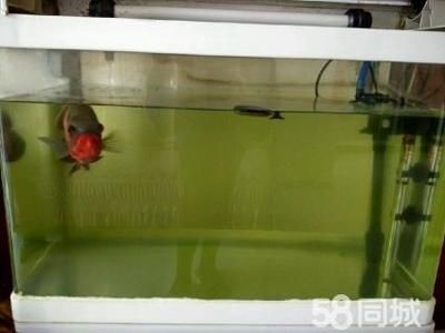 小魚缸中飼養地圖魚飼養地圖魚需要注意的養護方法：在小魚缸中飼養地圖魚的飼養地圖魚需要注意的養護方法
