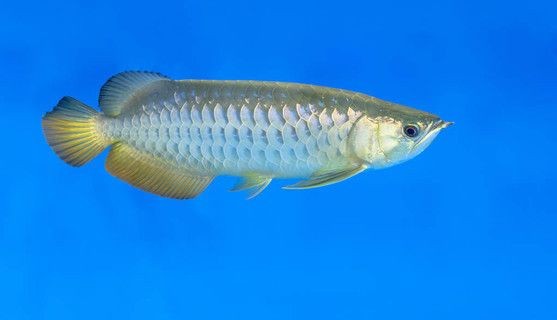 龍魚專用魚缸圖片：龍魚專用魚缸圖片詳情