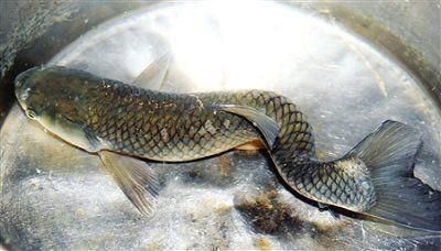 龍魚尾巴上有白色疙瘩怎么治下多少鹽：如何治療龍魚尾上的白色疙瘩
