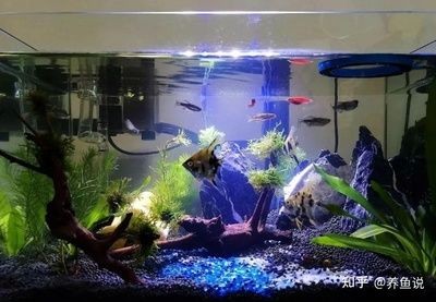 魚缸開缸的科學原理，你知道多少？：新魚缸開缸的科學原理魚缸開缸的科學原理是什么
