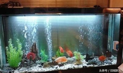 魚缸開缸的科學原理，你知道多少？：新魚缸開缸的科學原理魚缸開缸的科學原理是什么