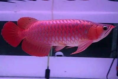 龍魚適合水溫多少度（龍魚喜歡的水溫范圍是24-32℃之間的水溫范圍）