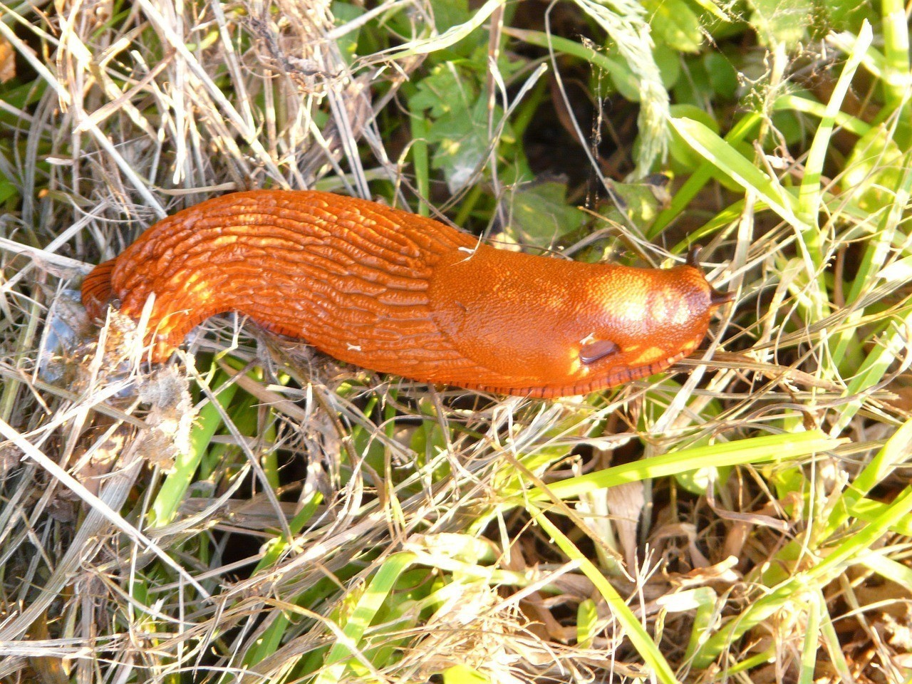 鯖魚吃了壞處