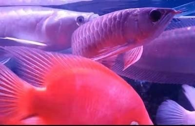 金龍魚身上有白色絮狀物一定是水霉嗎【金龍魚身上出現白色絮狀物一定是水霉病嗎】 金龍魚身上有白色絮狀物一定是水霉嗎【金龍魚身上出現白色絮狀物一定是水霉病嗎】 龍魚百科 第5張