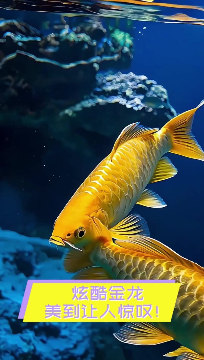 如何找到高清霸氣的金龍圖片？