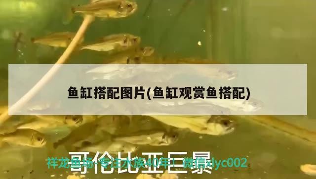 天津濱海新區海岸寵物用品店