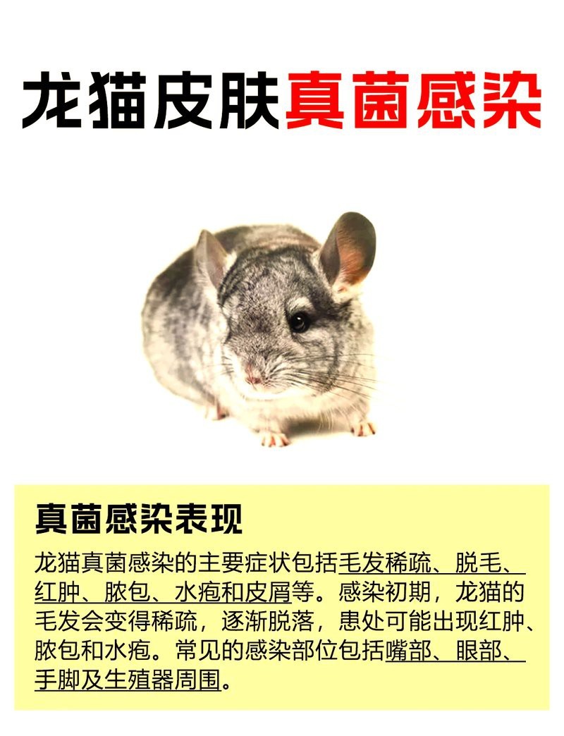 龍貓會傳染給人什么疾病