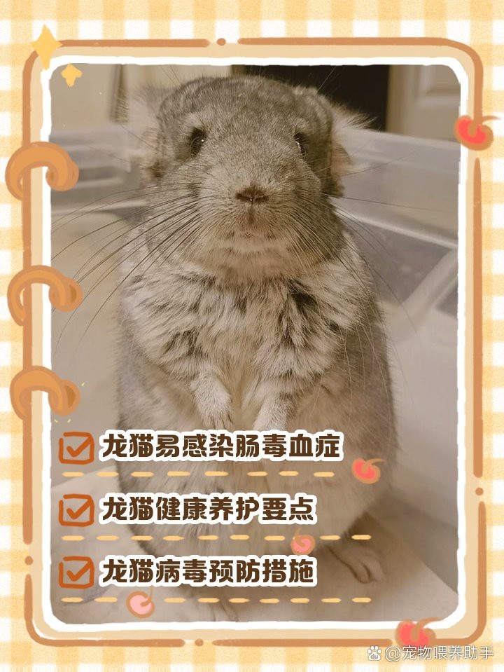 龍貓會傳染給人什么疾病