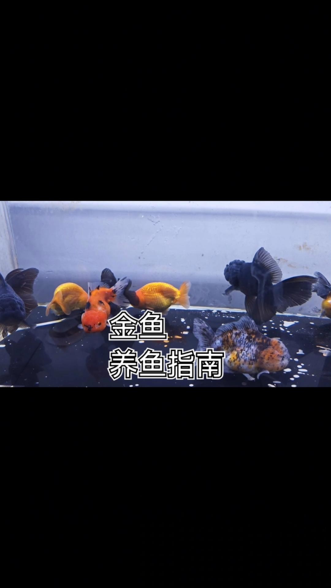 龍睛金魚需要多大的魚缸？