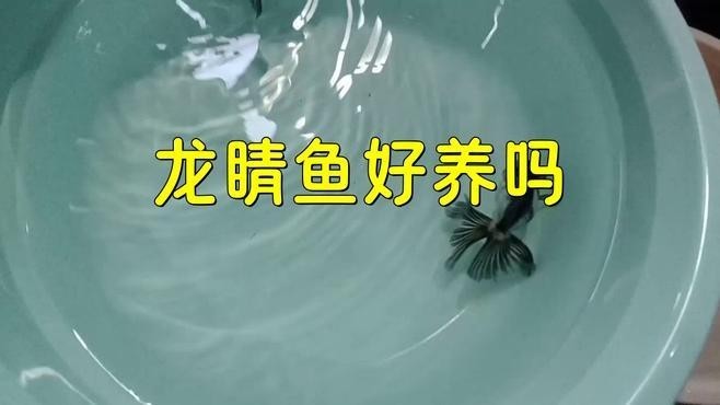 龍睛金魚需要多大的魚缸？