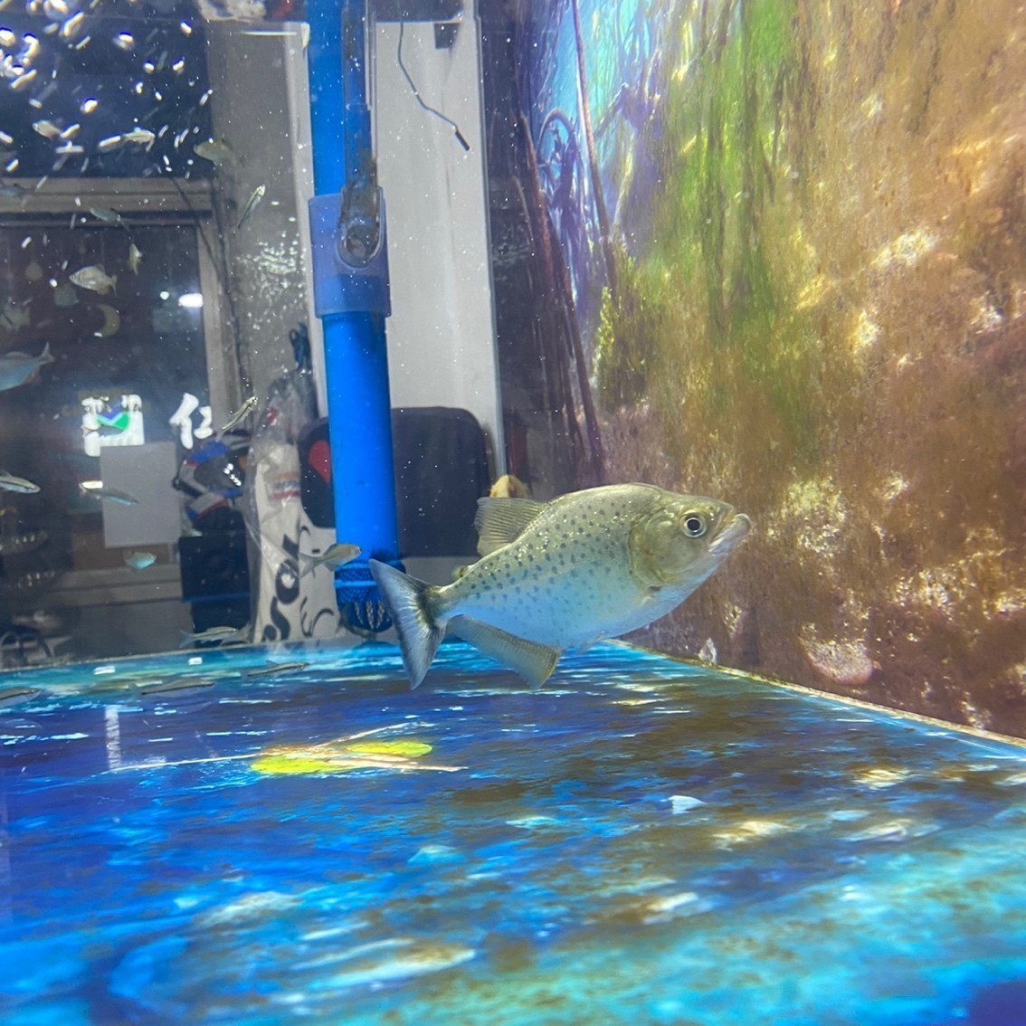 黑食水虎苗子 龍魚論壇 第1張 黑食水虎苗子 黑食水虎苗子 龍魚論壇 第1張