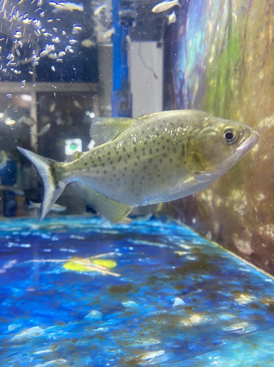 黑食水虎苗子 龍魚論壇 第2張 黑食水虎苗子 黑食水虎苗子 龍魚論壇 第2張
