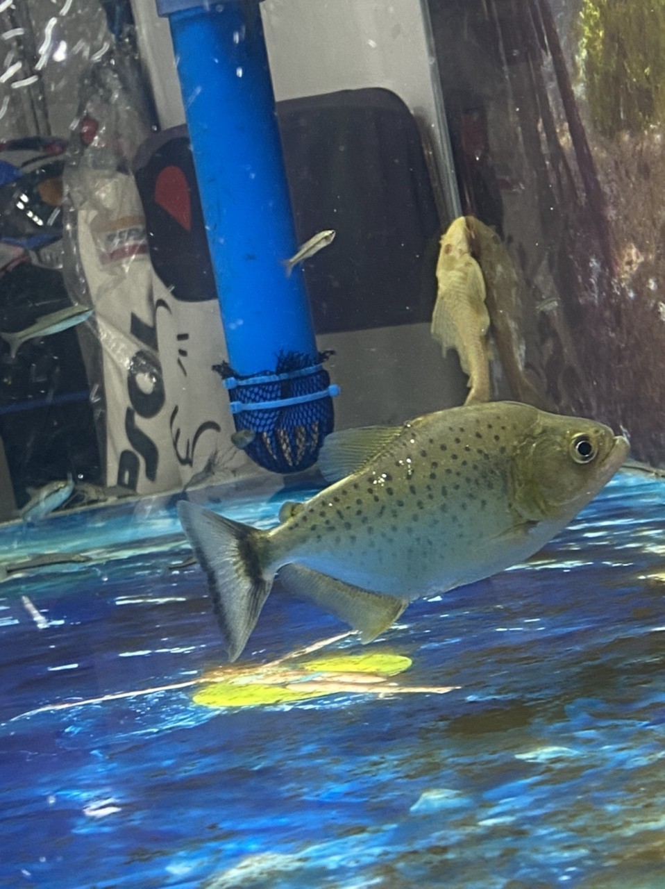黑食水虎苗子 龍魚論壇 第3張 黑食水虎苗子 黑食水虎苗子 龍魚論壇 第3張