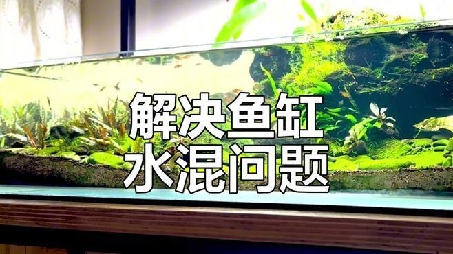 金龍魚魚缸水渾濁