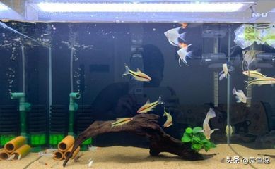 小型魚缸增氧泵怎么安裝（小型魚缸增氧泵怎么安裝安裝小型魚缸增氧泵是一個簡單的過程）