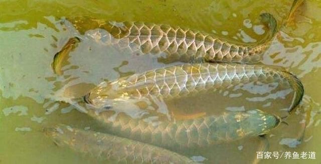 陽臺魚缸造景流水圖片高清（陽臺魚缸風水禁忌）（水族箱造景教程）