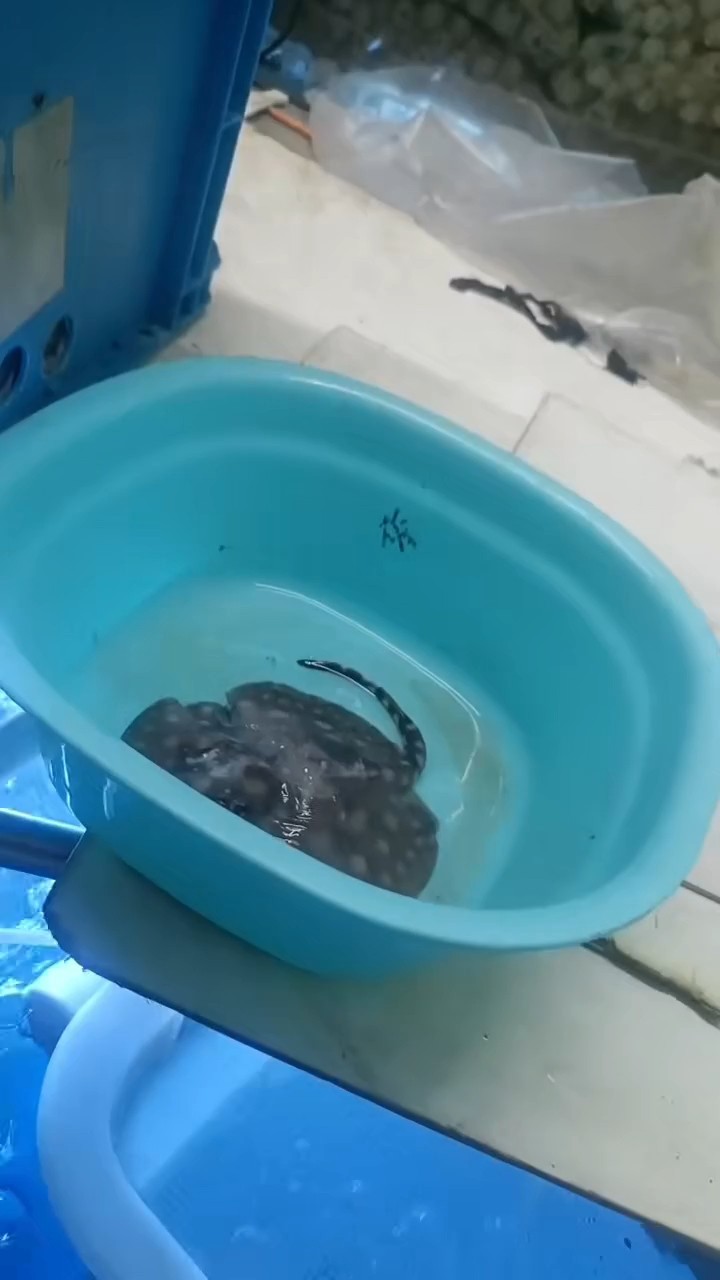 臺風夜生小魚