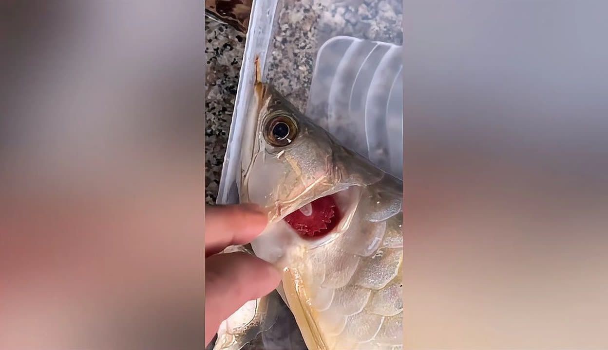 龍魚膽小不吃食的解決方案【龍魚膽小不吃東西怎么辦】