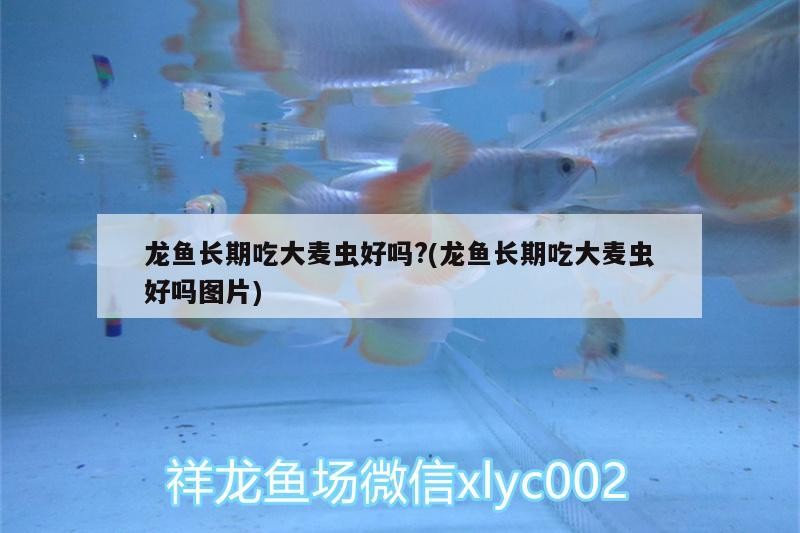 濱州經濟開發區金善鯉觀賞魚養殖專業合作社（濱州善酒莊是傳銷嗎）