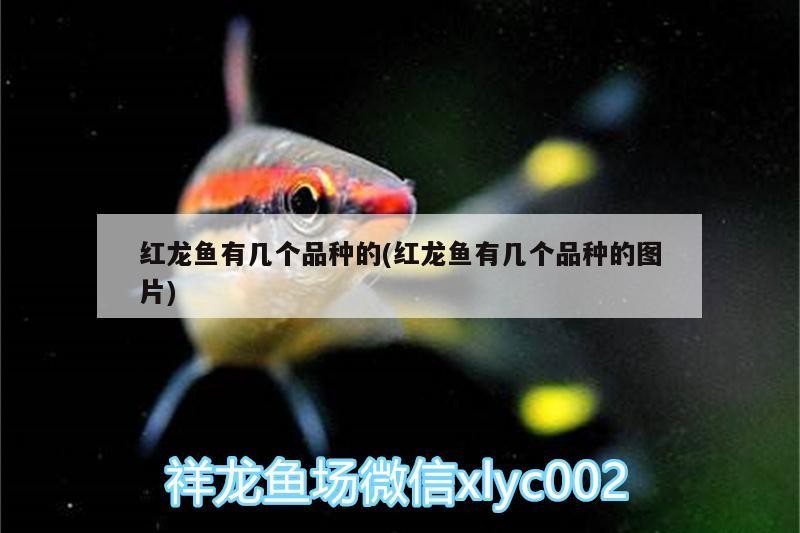 濱州經濟開發區金善鯉觀賞魚養殖專業合作社（濱州善酒莊是傳銷嗎）