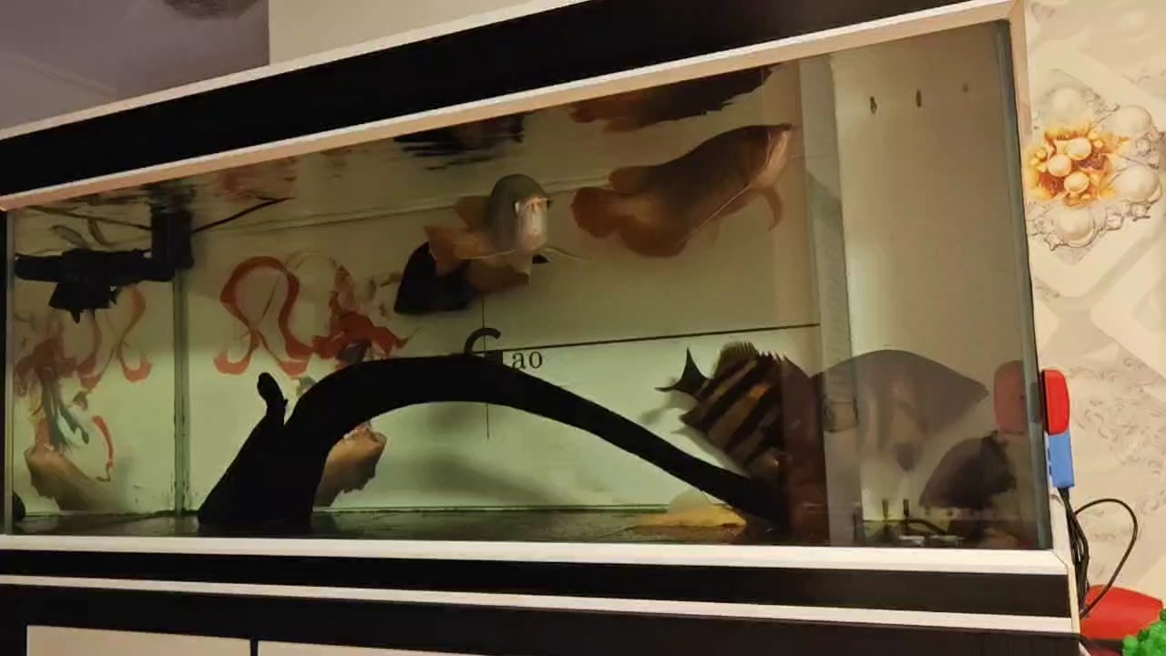 虎魚 不開燈效果 龍魚論壇 不開燈效果 不開燈效果 龍魚論壇