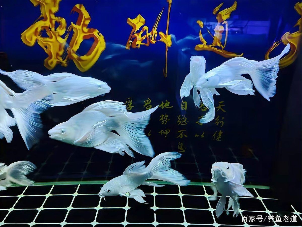 蝴蝶鯉為何要盡量少吃