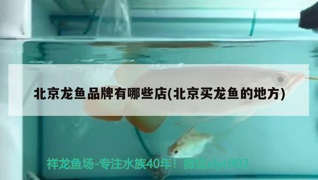 北京龍魚(yú)品牌有哪些店(北京買(mǎi)龍魚(yú)的地方)