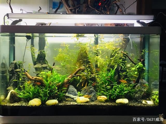 魚(yú)缸處理壞的魚(yú)缸可以根據(jù)搜索結(jié)果整理的幾種處理方法：如何處理壞的魚(yú)缸？