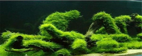 魚(yú)缸處理壞的魚(yú)缸可以根據(jù)搜索結(jié)果整理的幾種處理方法：如何處理壞的魚(yú)缸？