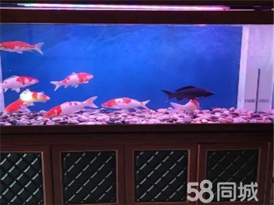 龍魚缸怎么清洗(龍魚缸怎么清洗清洗龍魚缸是一個細致且重要的過程) 魚缸百科 第1張 龍魚缸怎么清洗(龍魚缸怎么清洗清洗龍魚缸是一個細致且重要的過程) 龍魚缸怎么清洗(龍魚缸怎么清洗清洗龍魚缸是一個細致且重要的過程) 魚缸百科 第1張