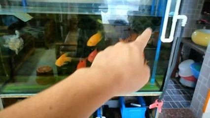 魚缸過濾器怎么安裝：魚缸過濾器安裝步驟和注意事項(xiàng)