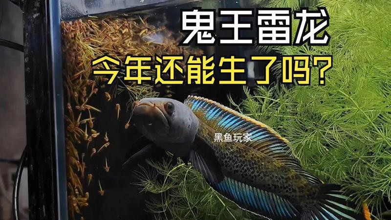 如何判斷鬼王雷龍是否進入繁殖期？