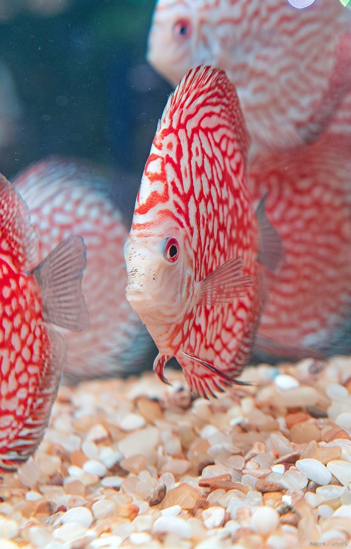 紅財神魚產卵的最佳方法