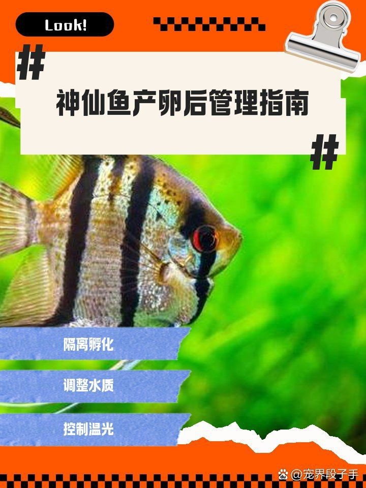 紅財神魚產卵的最佳方法