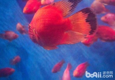 超血紅龍魚的飼養(yǎng)方法：超血紅龍魚的飼養(yǎng)技巧