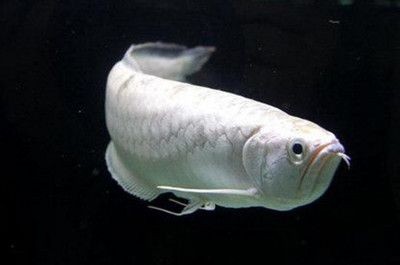 銀龍魚眼睛有白膜怎么辦（銀龍魚眼睛出現(xiàn)白膜怎么辦）