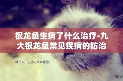 銀龍魚頭頂爛了怎么回事圖片（銀龍魚頭頂爛了可能由多種因素引起，可能是水質問題引起的） 銀龍魚頭頂爛了怎么回事圖片（銀龍魚頭頂爛了可能由多種因素引起，可能是水質問題引起的） 龍魚百科 第2張