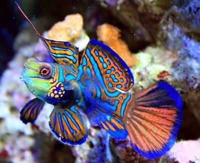 七彩魚和龍魚混養(yǎng)：七彩魚和龍魚混養(yǎng)在一定程度上是可行的，但需要注意以下幾個因素