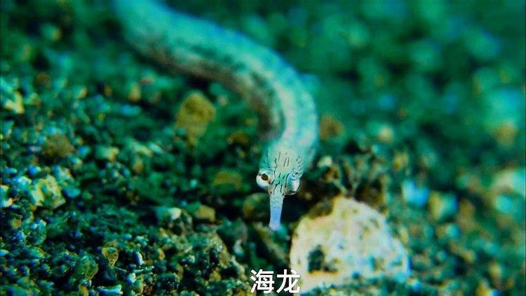 海龍有哪些功效與作用？