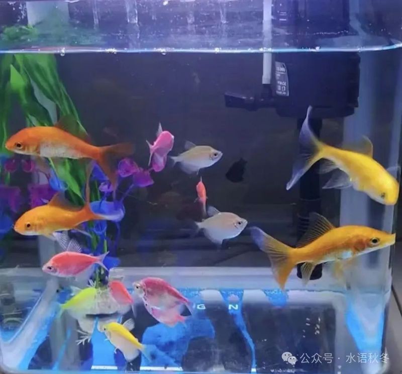 十大最萌的魚(yú)圖片