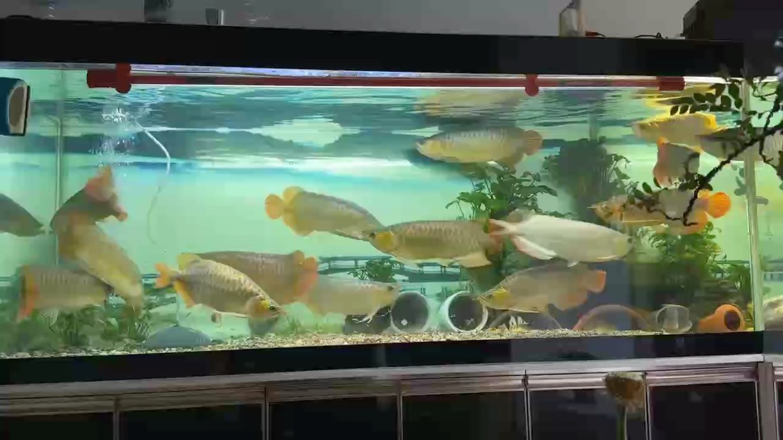 看看你看看我，看看臺風（韋帕）看看魚。