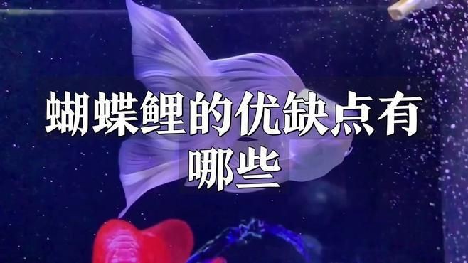 蝴蝶鯉好還是錦鯉好 蝴蝶鯉好還是錦鯉好 龍魚論壇 第2張