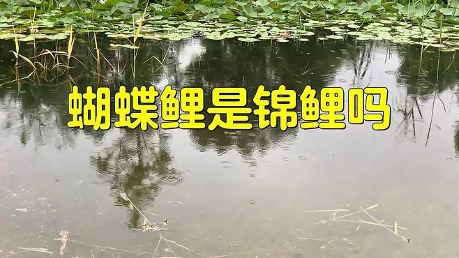 蝴蝶鯉好還是錦鯉好 蝴蝶鯉好還是錦鯉好 龍魚論壇 第4張