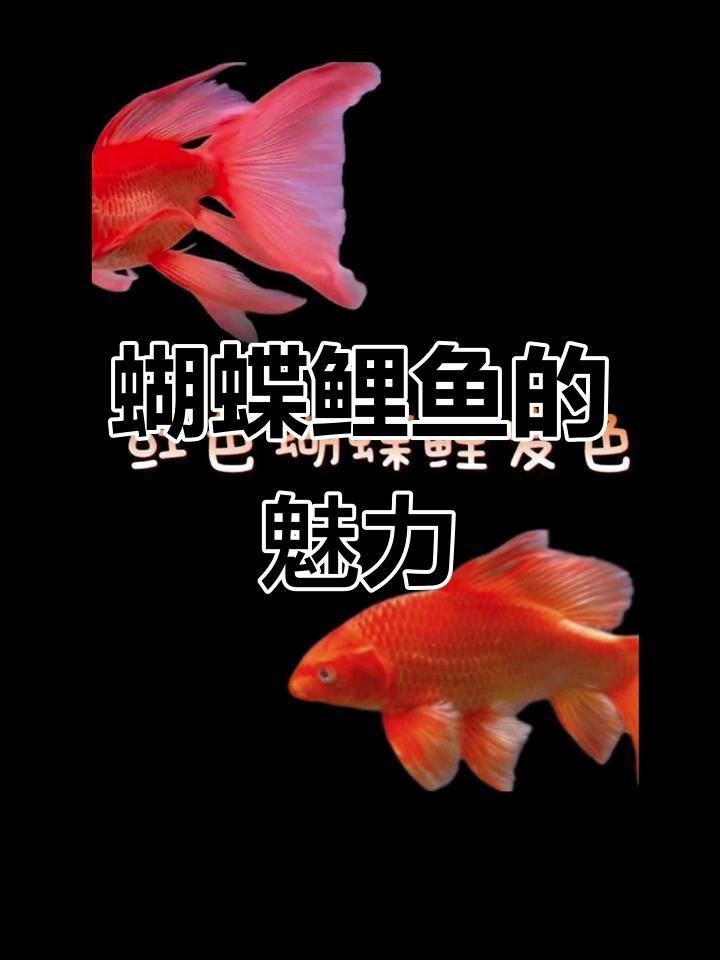 蝴蝶鯉好還是錦鯉好 蝴蝶鯉好還是錦鯉好 龍魚論壇 第6張