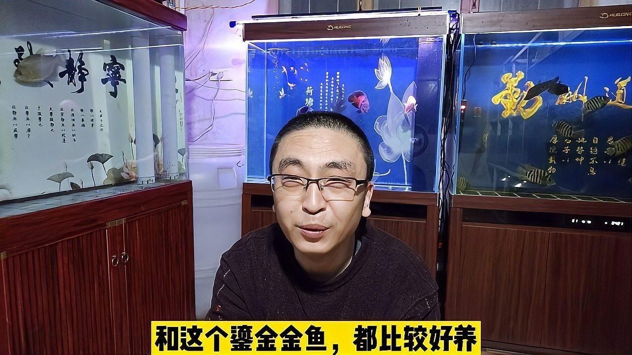 蝴蝶鯉好還是錦鯉好 蝴蝶鯉好還是錦鯉好 龍魚論壇 第12張