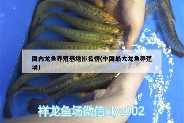 龍魚漁場排名第一：新加坡龍魚市場發(fā)展趨勢