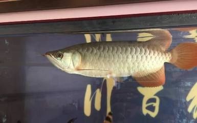 龍魚腸炎治療方法圖片：龍魚腸炎護理日常注意事項龍魚腸炎護理日常注意事項