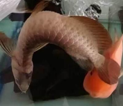 龍魚腸炎治療方法圖片：龍魚腸炎護理日常注意事項龍魚腸炎護理日常注意事項