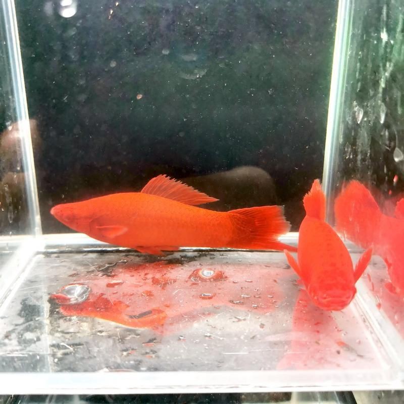 紅箭魚快生時的圖片